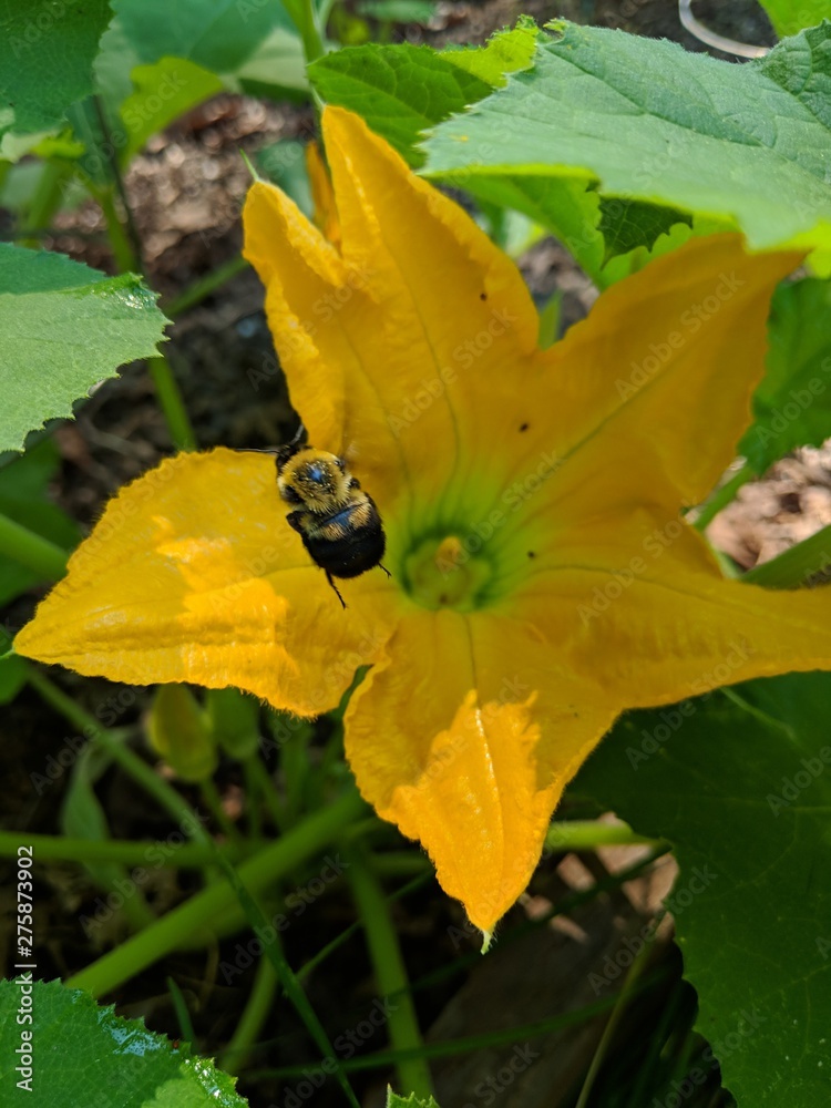 Bee in flight pollinating a squash flower Bee in flight pollinating a squash flower
