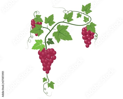 Grape fruits with leaf icon vector illustrtion