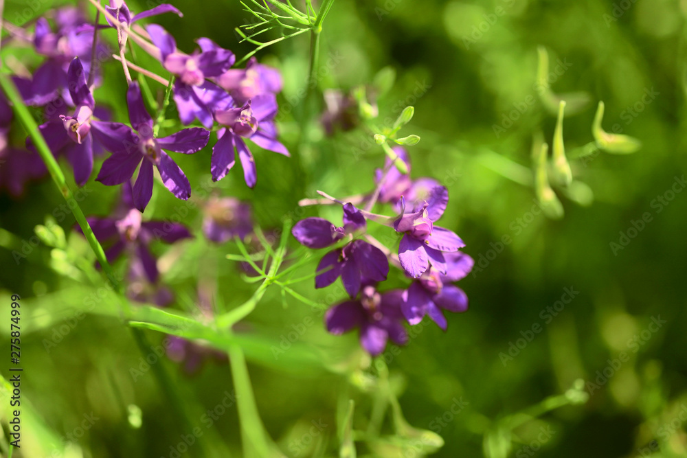 Floral background.Purple flowers Epilobium angustifolium on a meadow in a sunny day. Side view, close-up, horizontal, free space on the right. Concept of design and nature.