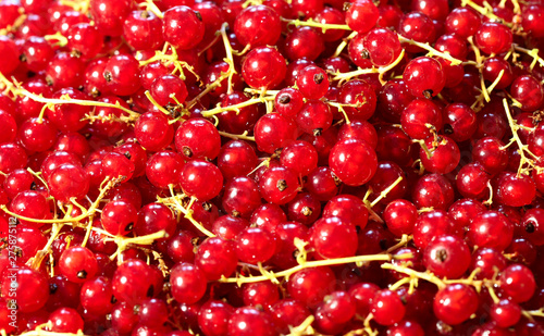 Background texture of fresh red currant berries. View from above, horizontal, close-up. The concept of healthy nutrition and agriculture.