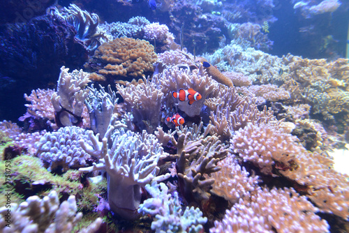 カクレクマノミ　マリンピア日本海20190625