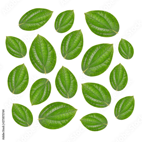 pepper leaf on white background photo