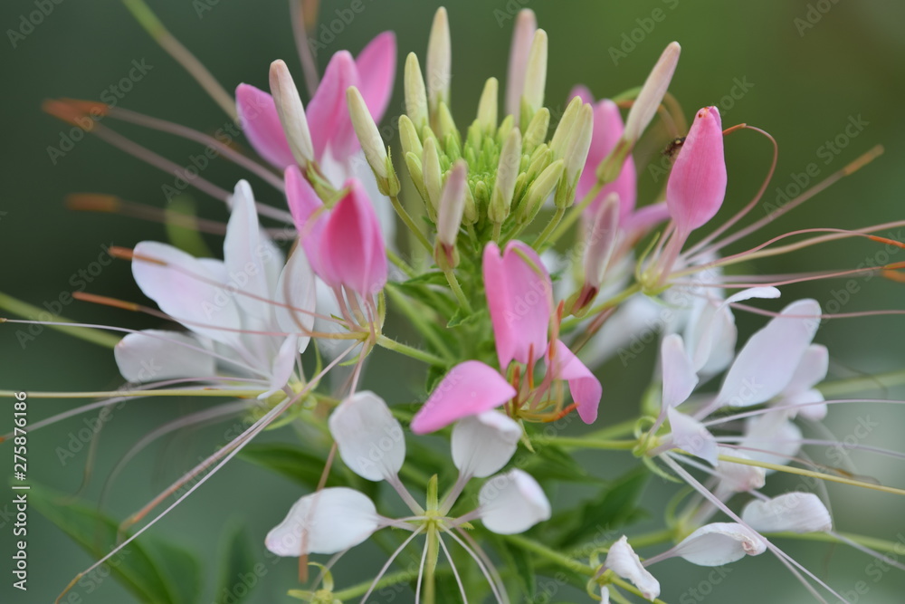 Obraz premium A beautiful flower