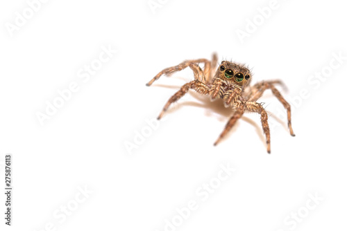 jumping spider insect nature background