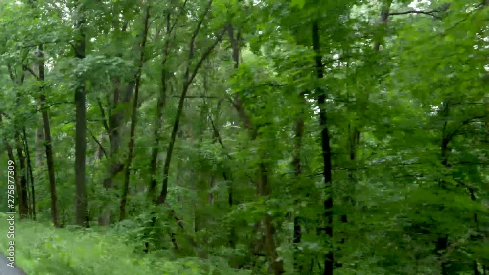 Drive Plate-Passing through lush green deciduous forest in the Shenandoah National Park in the Blue Ridge Mountains of Virginia-POV Side