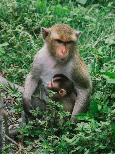 A family of monkeys sitting in the bush.