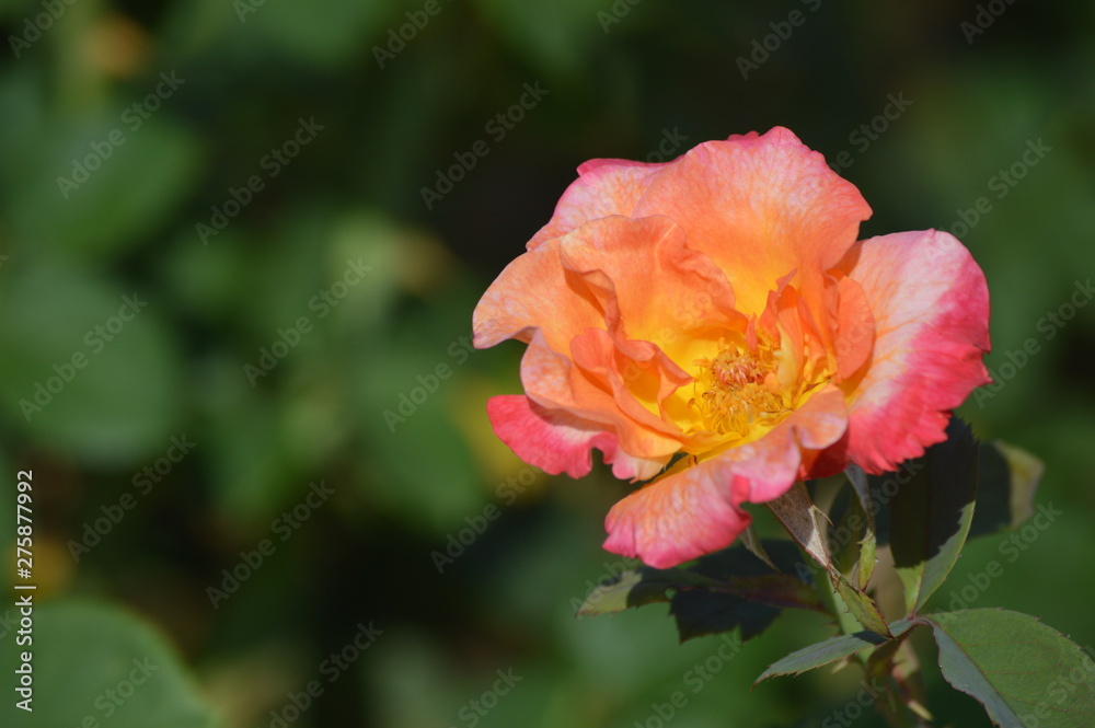 Thomasville rose garden 0259