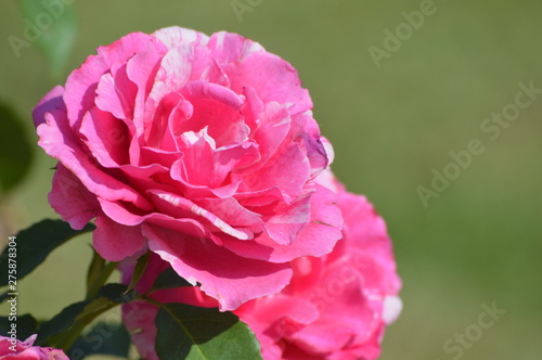 Thomasville rose garden 0263