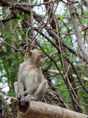 Monkeys sits on the tree