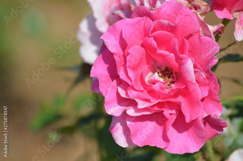 Thomasville rose garden 0266
