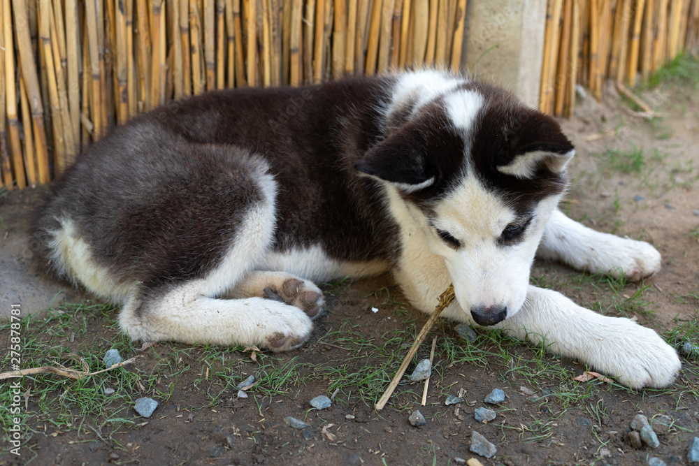 Cute husky puppy