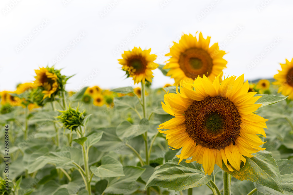 Sunflower field on a summer day