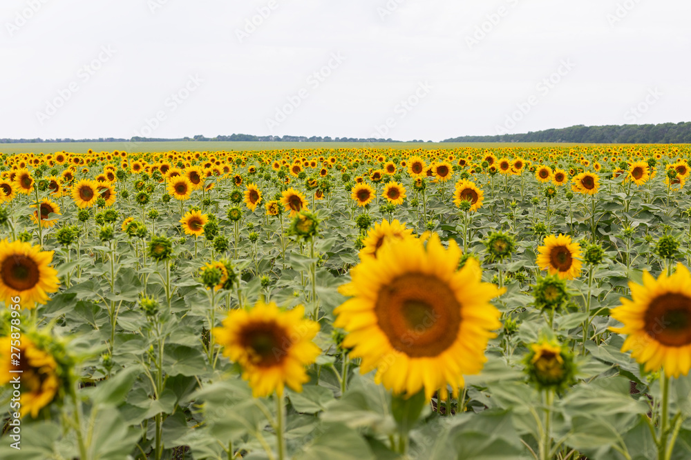 Obraz premium Sunflower field on a summer day