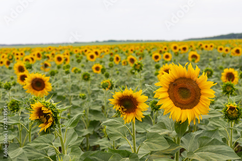 Fototapeta Naklejka Na Ścianę i Meble -  Sunflower field on a summer day