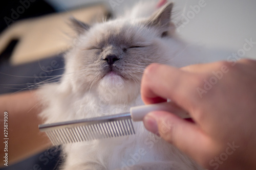 Lovely ragdoll cat portrait with beautiful colours and patterns photo