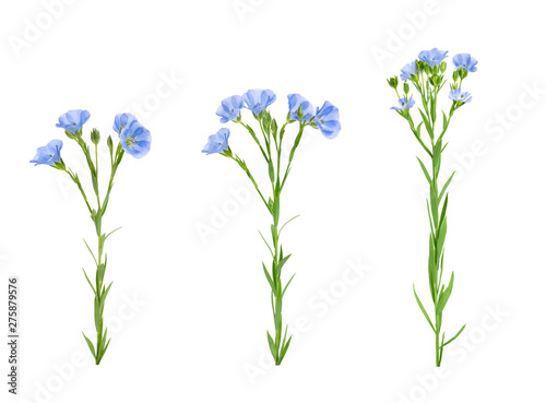 flax flowers isolated on white