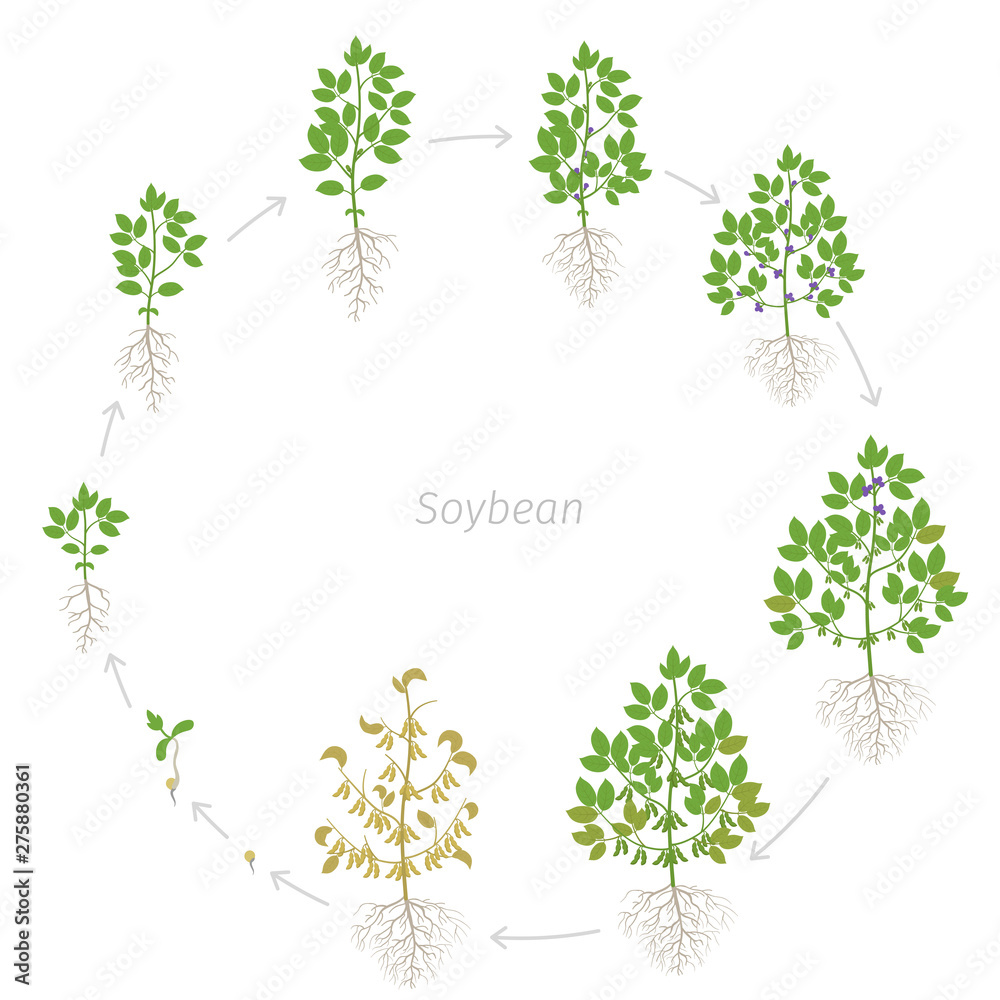 Round growth stages of Soybean plant with roots. Soya bean circular phases set ripening period. Glycine max life cycle, animation progression.