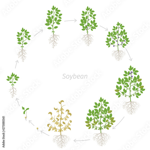 Round growth stages of Soybean plant with roots. Soya bean circular phases set ripening period. Glycine max life cycle, animation progression.