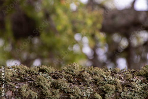 moss on tree © Evgeny