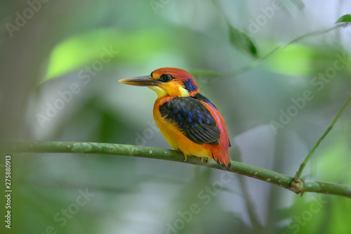 The cuteness of the little kingfisher ( Oriental Dwarf Kingfisher) © chamnan phanthong