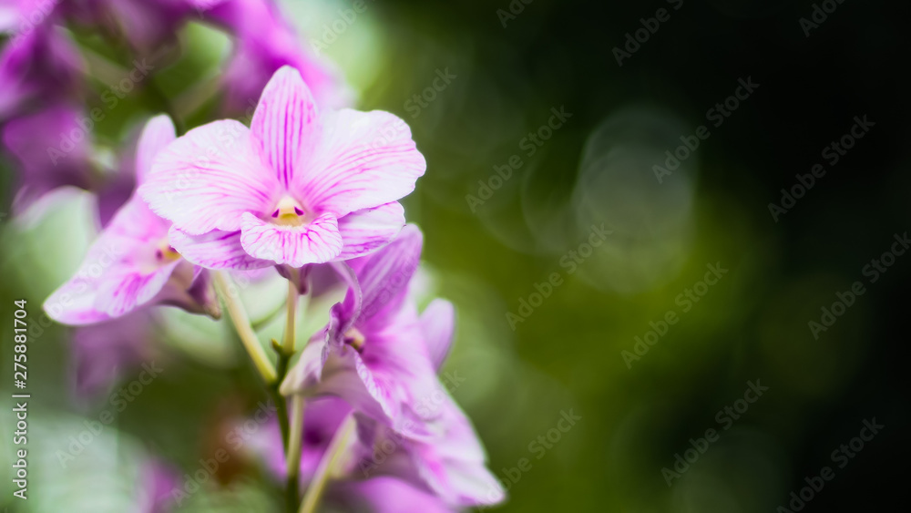 Exquisite Elegance: Orchid Flower on Green Blur Bokeh Background Exquisite Elegance: Orchid Flower on Green Blur Bokeh Background