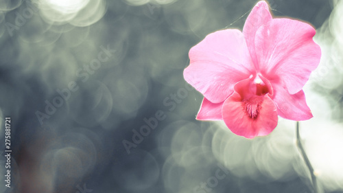 Light Pink Rose Flower blossom in summer with green blur bokeh nature background