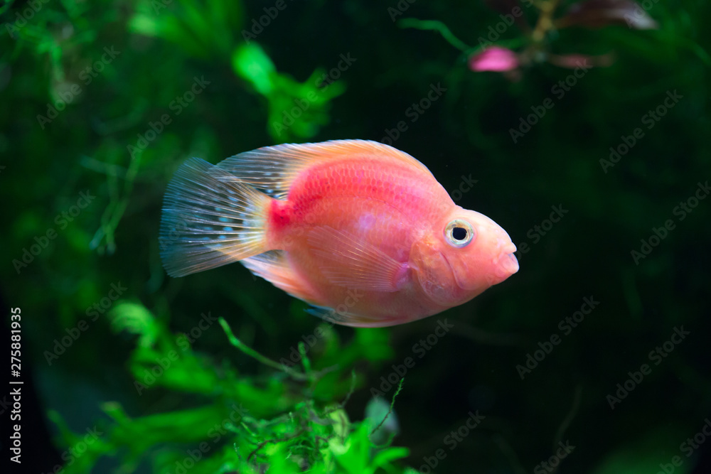 Blood red Parrot Cichlid - Hybrid Blood red Parrot Cichlid - Hybrid