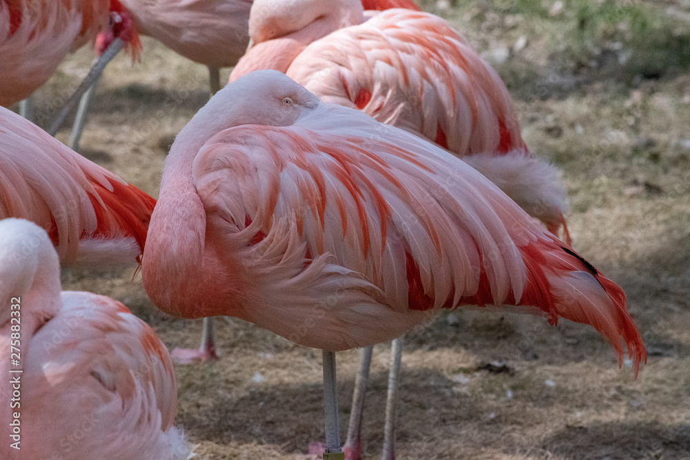 The Chilean flamingo (Phoenicopterus chilensis)