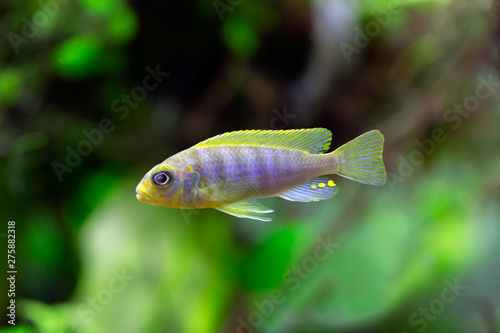 Maylandia aurora - Aurora Cichlid