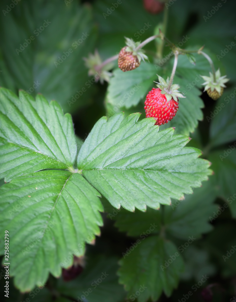Wild strawberry growing in forest Wild strawberry growing in forest