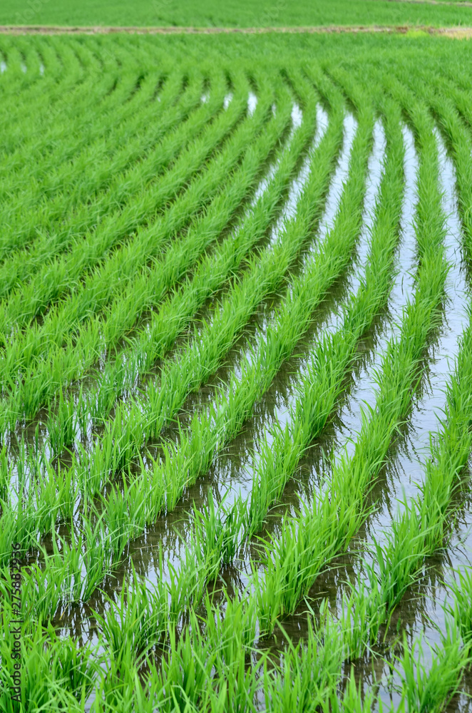 Rice field Rice field
