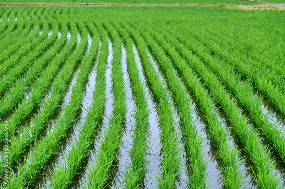 Rice field