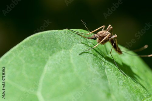 mosquito on on green leaf