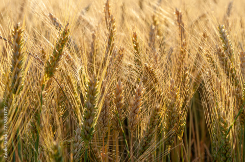 Grains of grain on the background of the setting sun. © Svetoslav Radkov