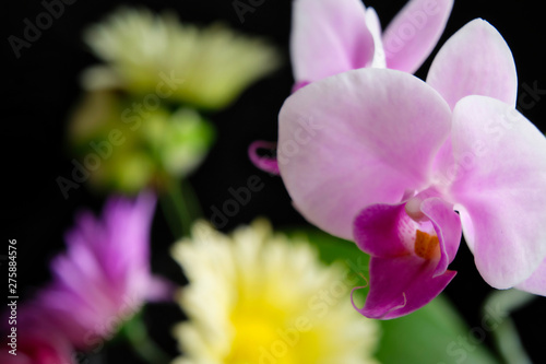 pink orchid on rose background