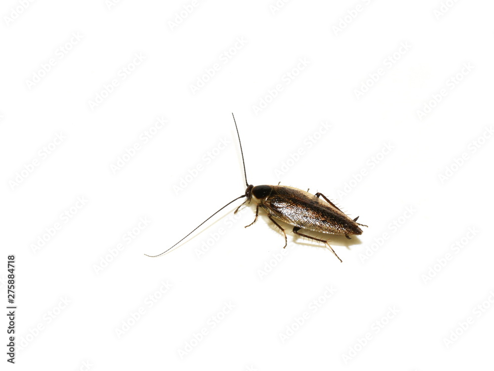 Dusky Cockroach Ectobius lapponicus isolated on white background