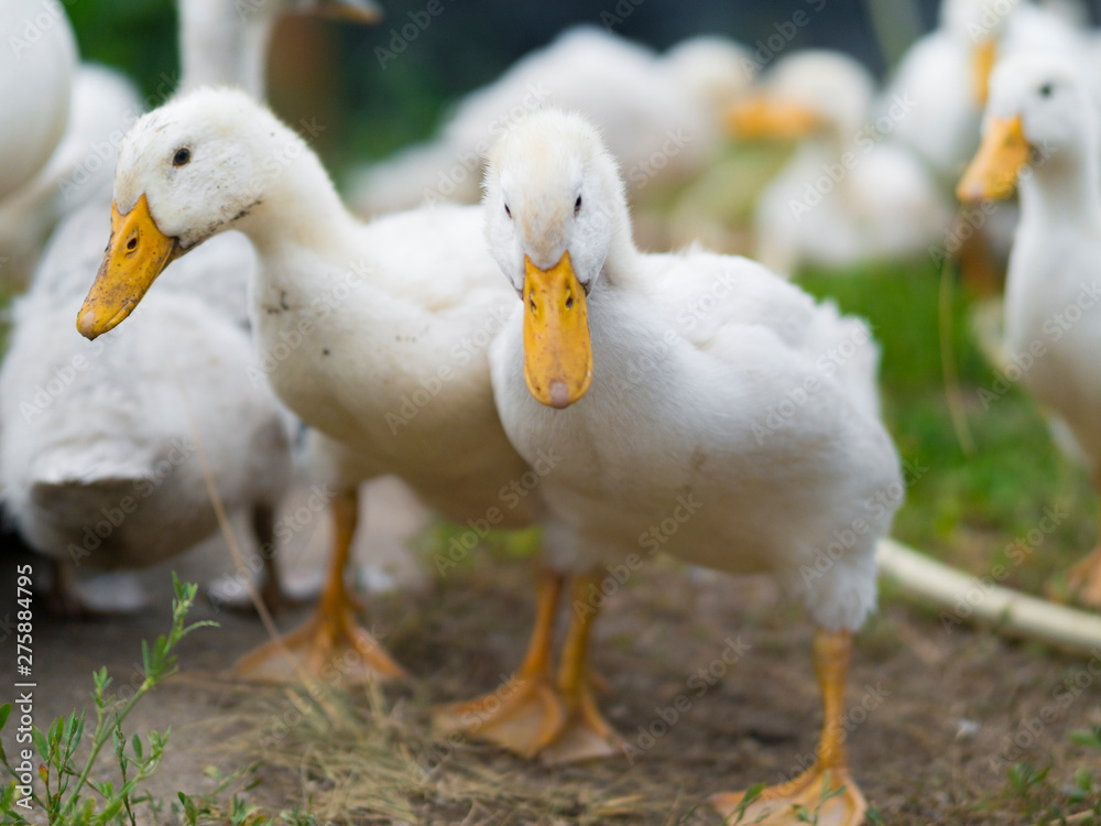 Group of ducklings walking in the grass. Selective focus Group of ducklings walking in the grass. Selective focus