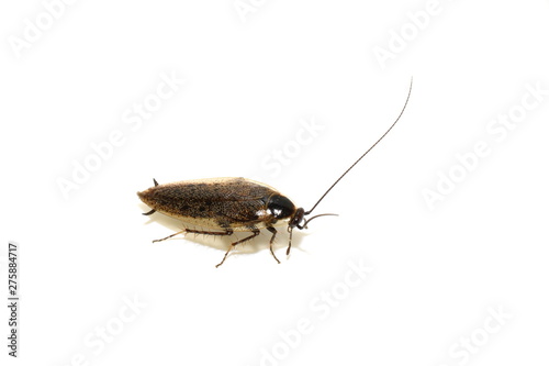 Dusky Cockroach Ectobius lapponicus isolated on white background photo