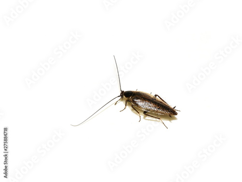 Dusky Cockroach Ectobius lapponicus isolated on white background © hhelene