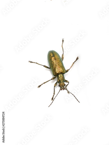 Donacia sp shiny aquatic leaf beetle isolated on white background