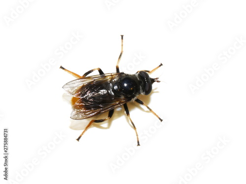 The bumblebee hoverfly Volucella bombylans isolated on white background © hhelene