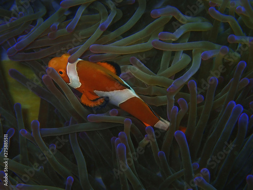 Western Clownfish or Anemonefish during a  leisure dive in Tunku Abdul Rahman Park, Kota Kinabalu, Sabah. Malaysia, Borneo. photo