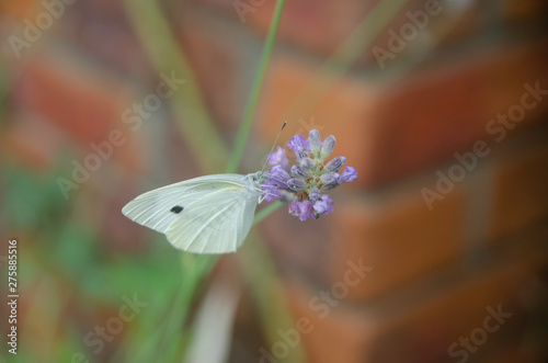 Small white in a garden of Yokohama photo