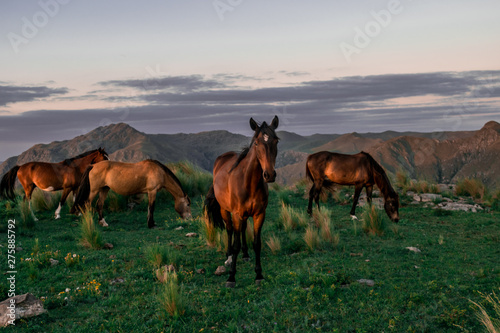 Horses in the mountains