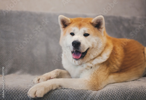 Beautiful big dog Akita Inu is lying on the sofa in the apartment