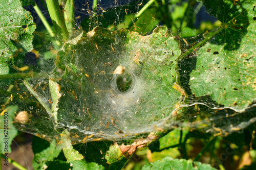 Close up of a web photo that surrounds a spider nest. Spider's holes and nests in the garden/ photo