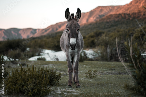 donkey in the mountains