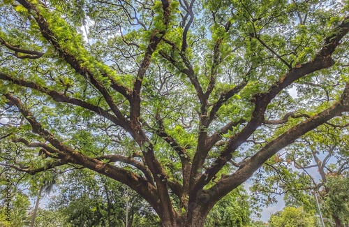 Big tree in forest