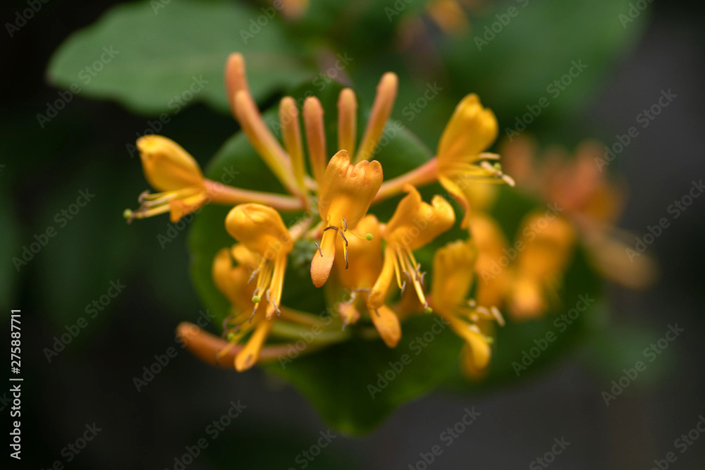 Photo of a yellow flower close-up in soft focus Photo of a yellow flower close-up in soft focus
