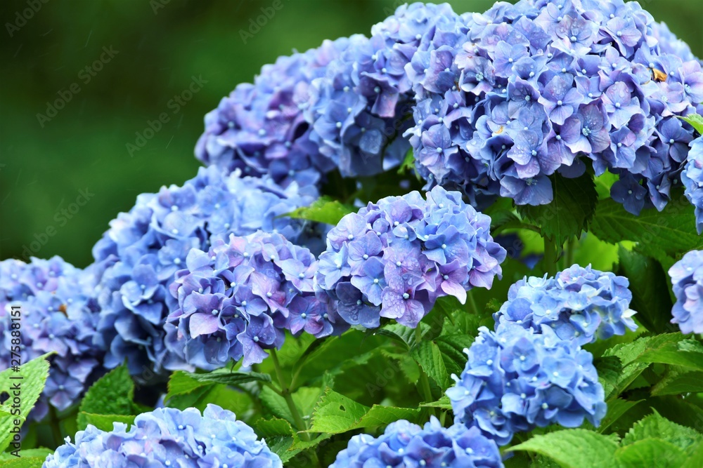 紫陽花 紫陽花